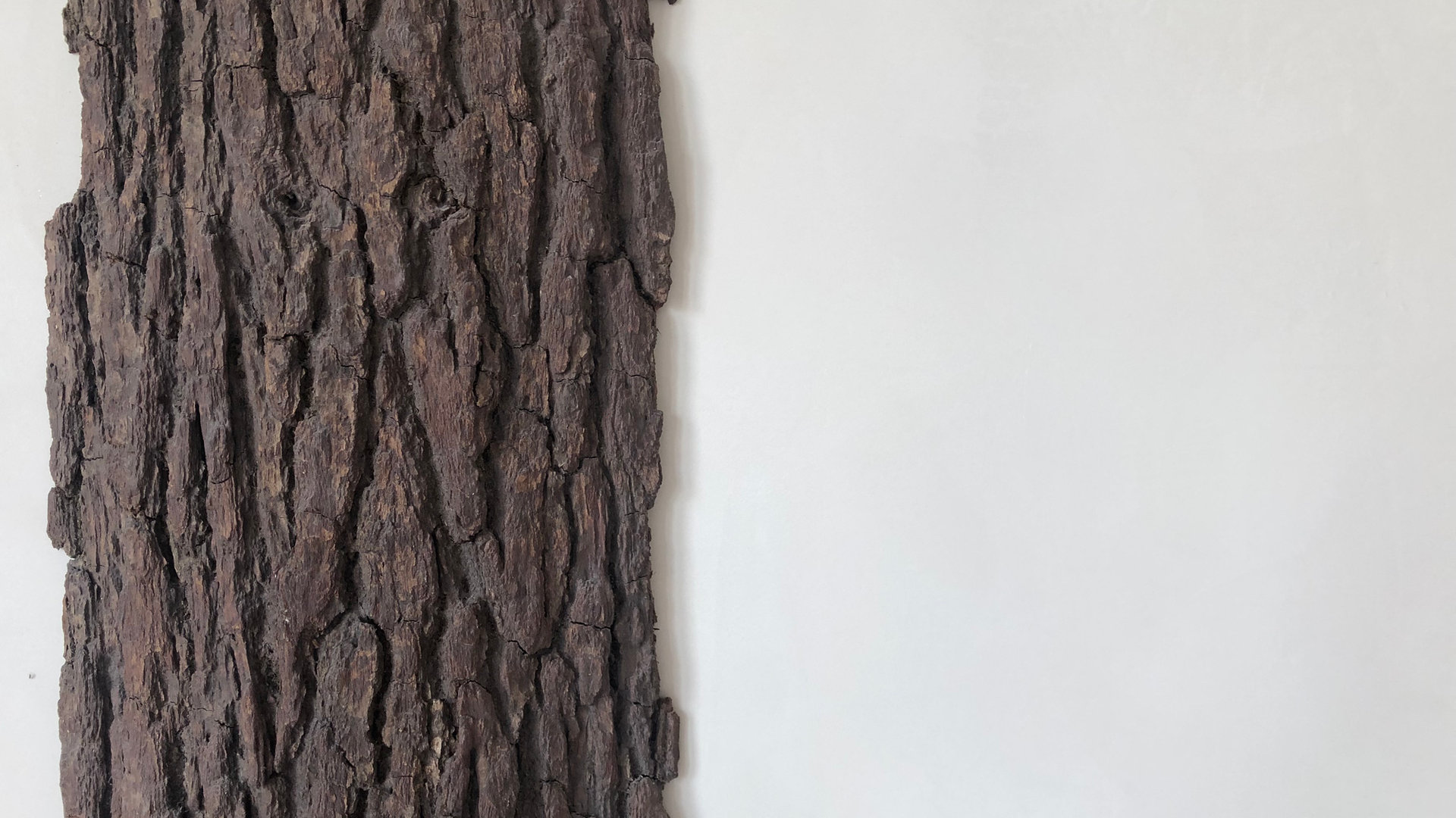Texture d'écorce d'arbre, motif naturel du Centre Stillness